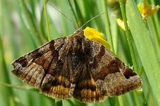 Colotis oesypera - Braune Tageule